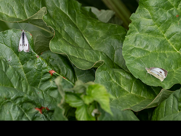 Pieris brassicae, Large White