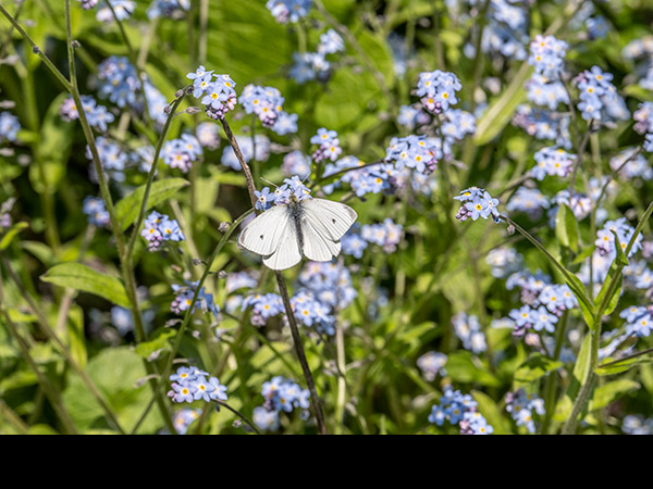 Pieris rapae, male