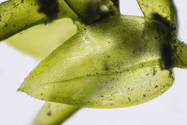 Plagiomnium rostratum, Long-beaked Water Feather-moss