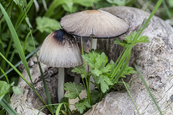 Pluteus salicinus, Willow Shield