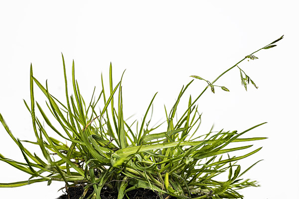 Poa annua, Annual Meadow Grass