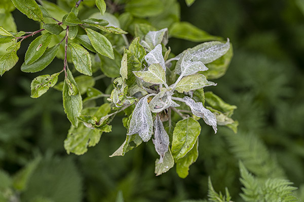 Podosphaera tridactyla, Plum powdery mildew