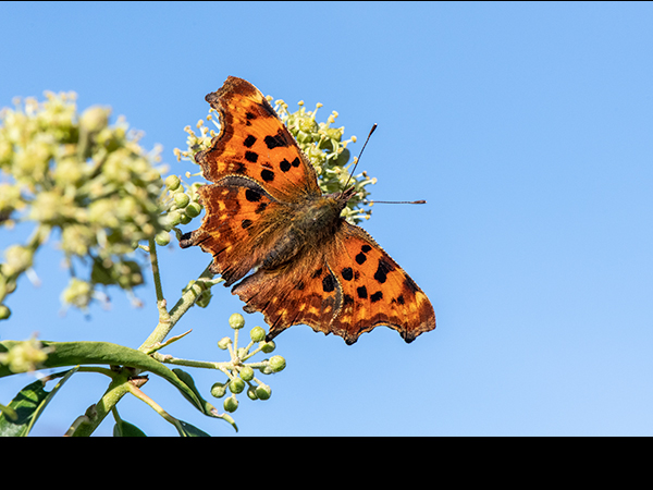 Polygonia c-album, Comma