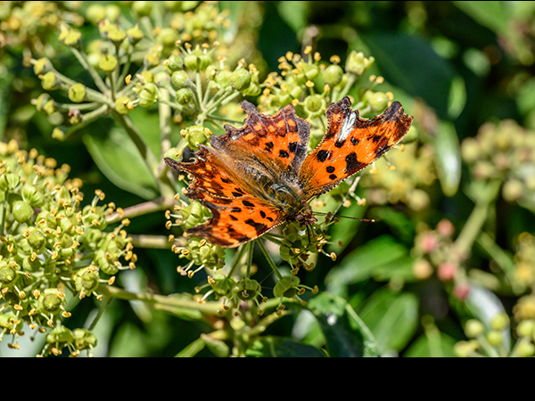 Polygonia c-album, Comma