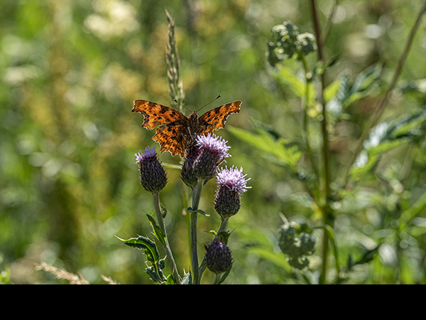 Polygonia c-album, Comma