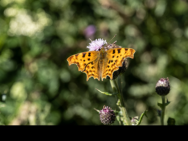 Polygonia c-album, Comma