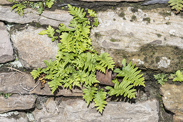 Polypodium vulgare, Common Polypody