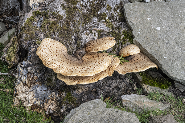 Polyporus squamosus, Dryad's Saddle