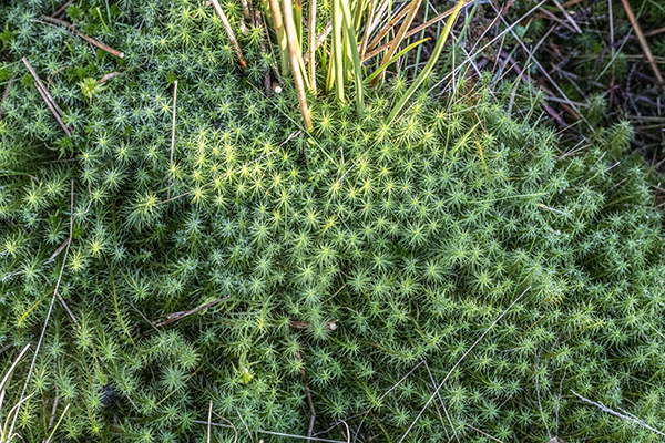 Pleurozium schreberi, Red-stemmed Feather-moss