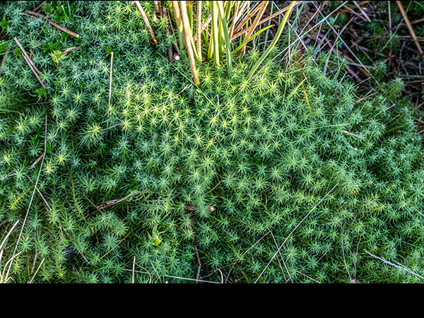Polytrichum commune var. commune, Common Haircap