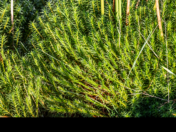 Polytrichum commune var. commune, Common Haircap