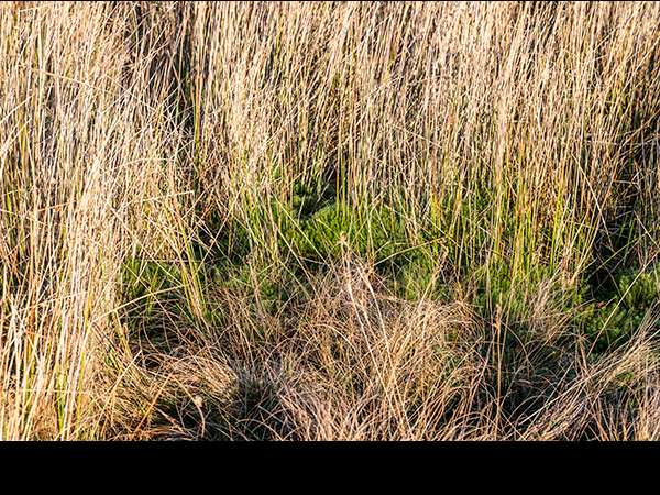 Polytrichum commune var. commune, Common Haircap