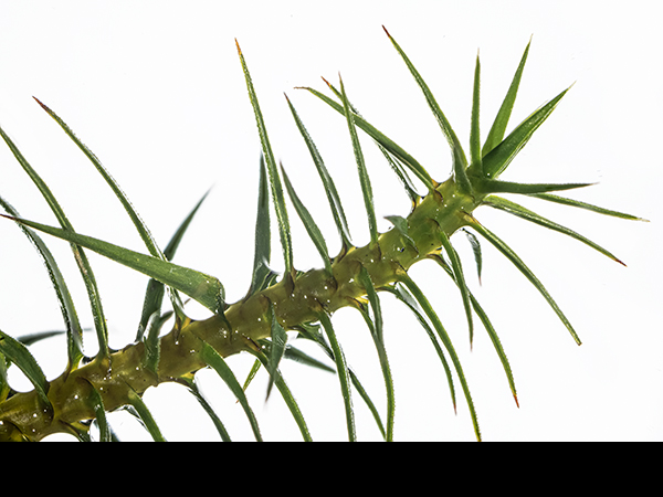Polytrichum commune var. commune, Common Haircap