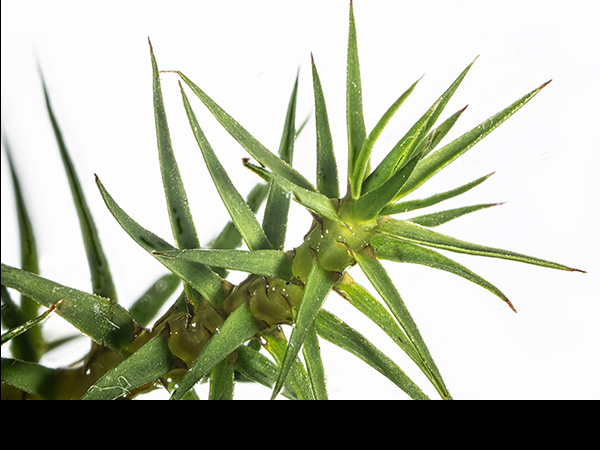 Polytrichum commune var. commune, Common Haircap