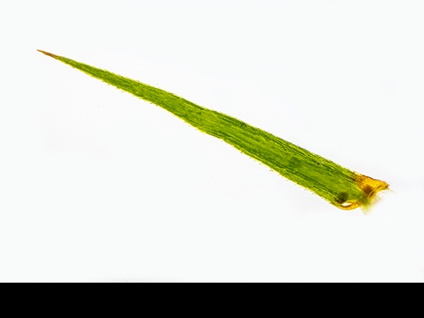 Polytrichum commune var. commune, Common Haircap