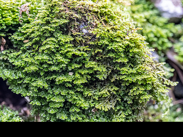 Porella platyphylla