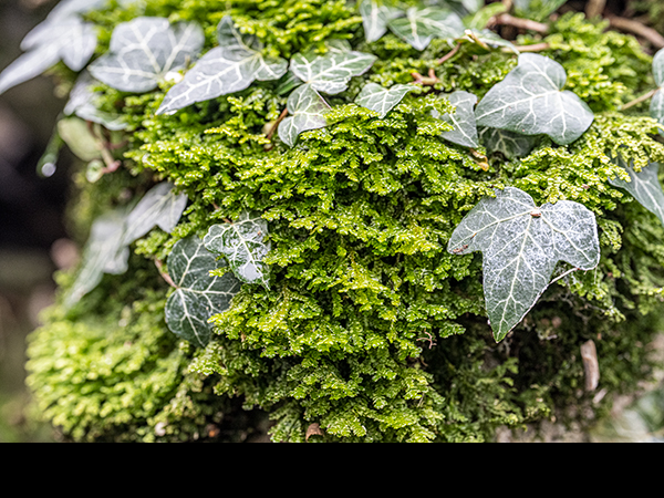 Porella platyphylla with Hedera helix