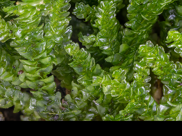 Porella platyphylla