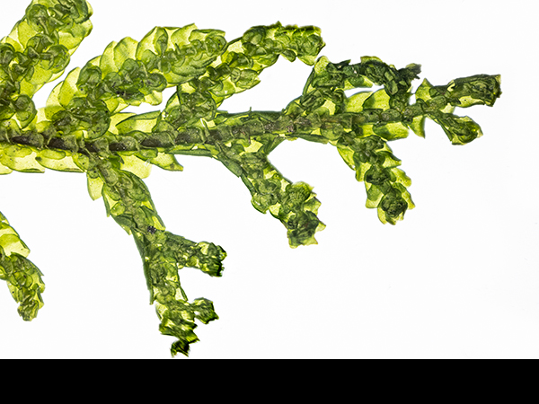 Porella platyphylla branch structure