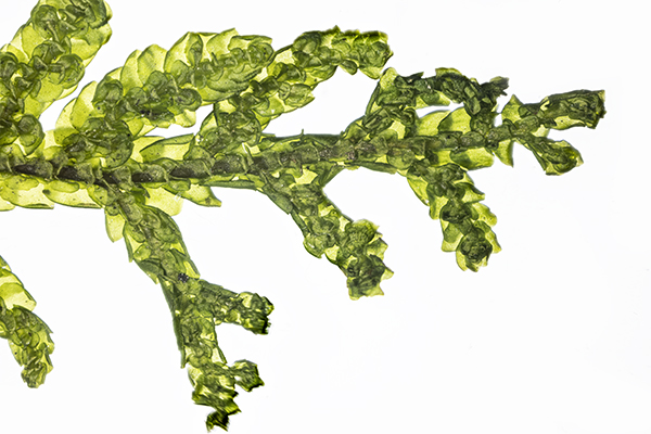 Porella platyphylla, Wall Scalewort