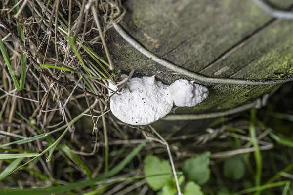 Postia stiptica, Bitter Bracket