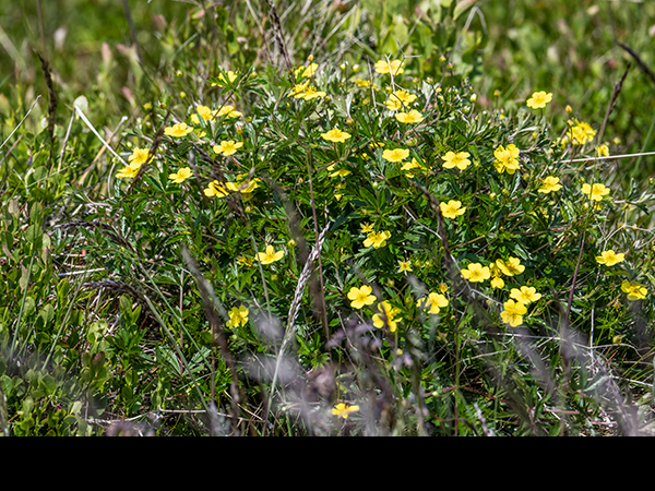 Potentilla erecta, Tormentil