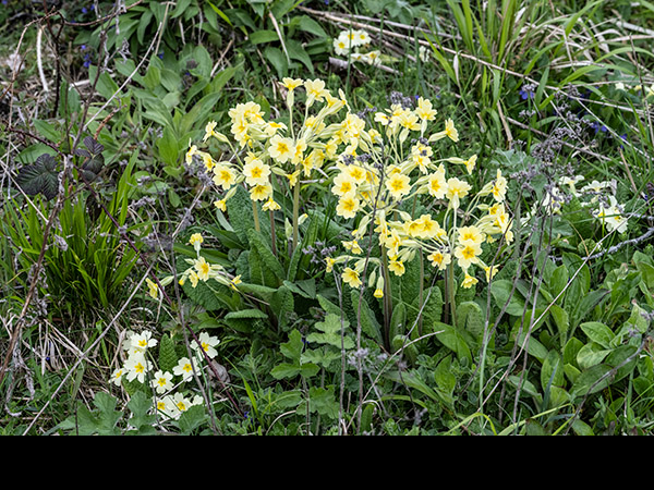 Primula veris x vulgaris, False Oxlip