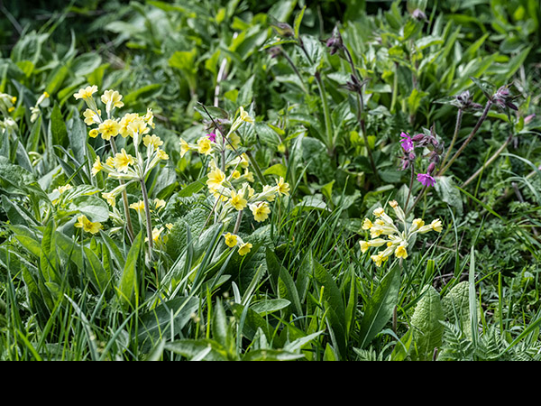 Primula veris x vulgaris, False Oxlip