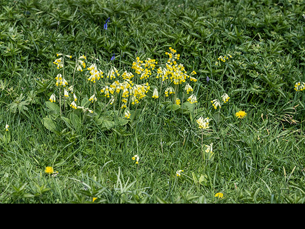 Primula veris, Cowslip