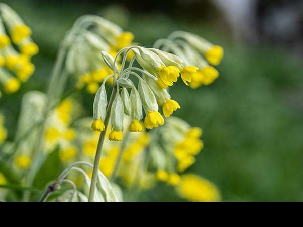 Primula veris, Cowslip