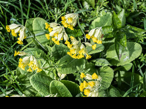 Primula veris, Cowslip