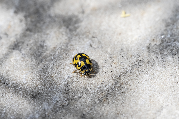 Propylea quattuordecimpunctata, 14-spot ladybird