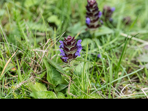 Prunella vulgaris, Selfheal