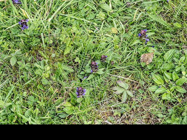 Prunella vulgaris, Selfheal