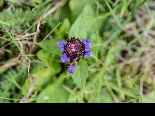 Prunella vulgaris, Selfheal