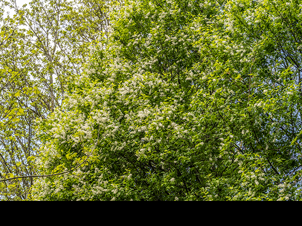 Prunus padus, Bird Cherry