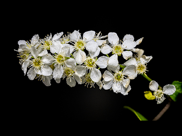 Prunus padus, Bird Cherry