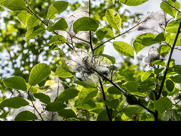 Prunus padus, Bird Cherry