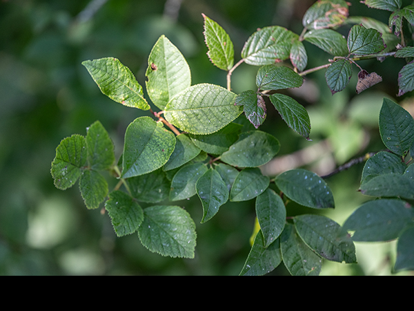 Prunus padus, Bird Cherry