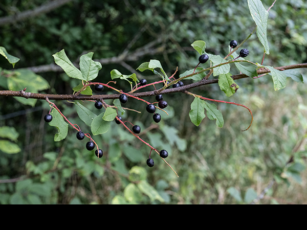 Prunus padus, Bird Cherry