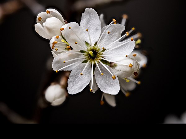 Prunus spinosa, Blackthorn flower