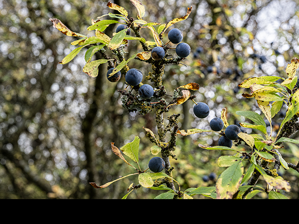 Prunus spinosa, Blackthorn ruit