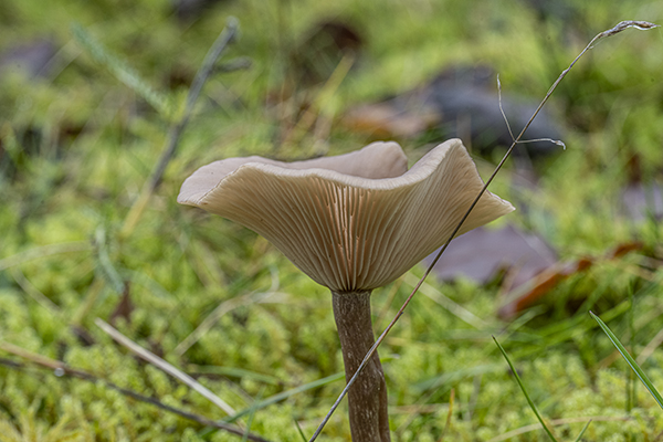 Pseudoclitocybe cyathiformis, Goblet