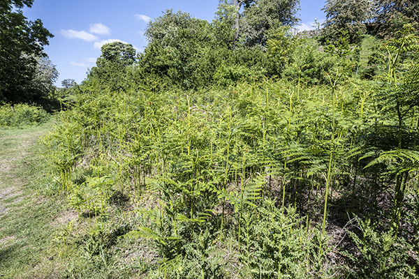 Pteridium aquilinum, Bracken