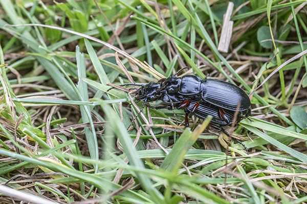 Pterostichus, Ground Beetle