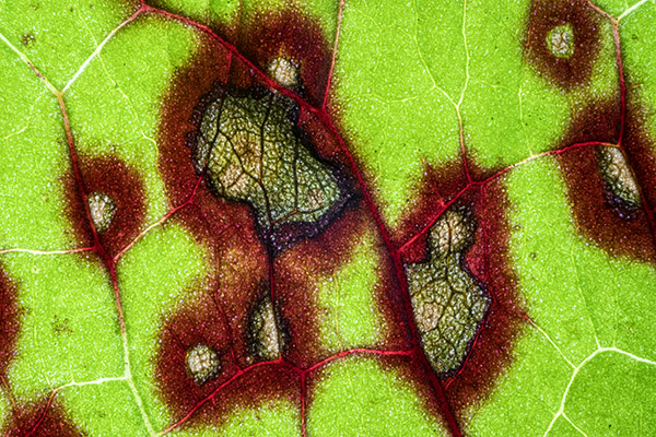 Puccinia phragmitis, Reed Rust