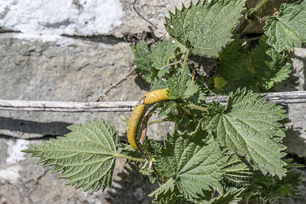 Puccinia urticata, Nettle Rust Fungus