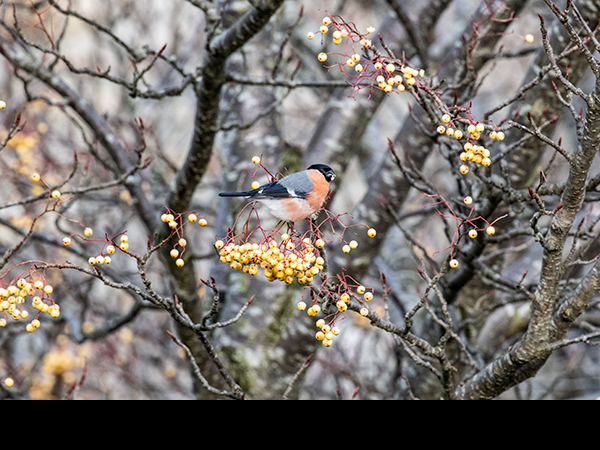 Pyrrhula pyrrhula, Bullfinch