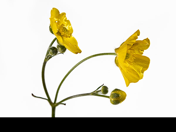 Ranunculus acris, Meadow Buttercup