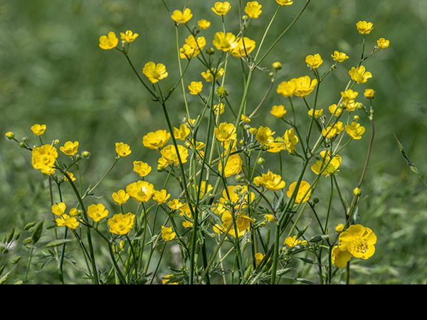 Ranunculus acris, Meadow Buttercup
